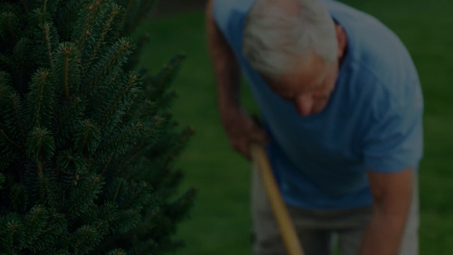 Video Reference: tree, green, plant, grass, woody plant, lawn, grass family, sky, recreation, shrub