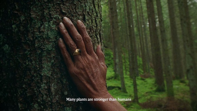 Video Reference: People in nature, Nature, Forest, Tree, Natural environment, Trunk, Woodland, Old-growth forest, Hand, Biome