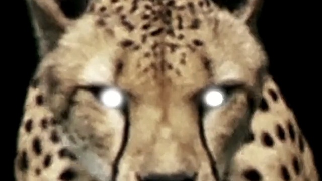 Video Reference: Terrestrial animal, Mammal, Wildlife, Cheetah, Vertebrate, Leopard, Snow leopard, Felidae, Whiskers, Snout, Person