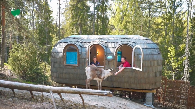 Video Reference: Tree, Recreation, Zoo, Wildlife, Kennel, Animal shelter, Building, Fawn, Person, Outdoor, Fence, Standing, Small, Sitting, Walking, Wood, Wooden, Park, White, Bench, Large, Cage, Street, Boat, Cat, Sheep, Animal, Cattle, Goat, Horse, Deer, Mammal