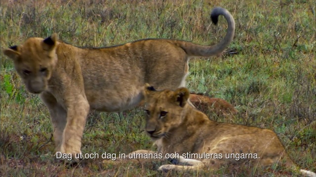 Video Reference: Wildlife, Mammal, Vertebrate, Terrestrial animal, Felidae, Lion, Puma, Big cats, Carnivore, Safari