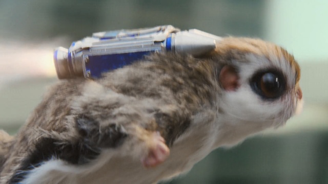 Video Reference: fauna, snout, whiskers, cat, wildlife