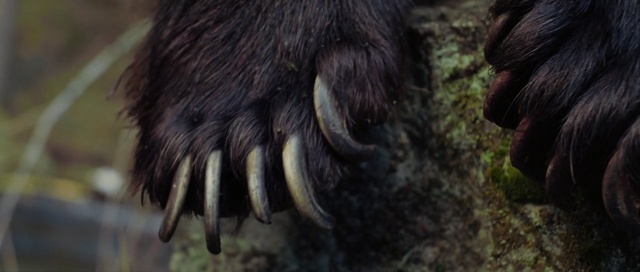 Video Reference: porcupine, rodent, mammal, wildlife, Person