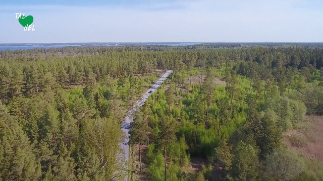 Video Reference: Vegetation, Natural environment, Natural landscape, Nature reserve, Tree, Biome, Forest, Land lot, Ecoregion, Plant community