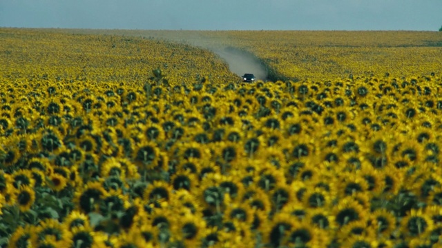 Video Reference: Flower, Plant, Ecoregion, Sky, Nature, Natural environment, Leaf, Natural landscape, Vegetation, Petal