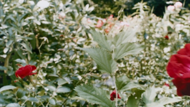 Video Reference: flower, plant, flowering plant, spring, annual plant, wildflower, garden, poppy, Person