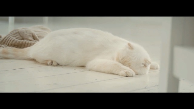 Video Reference: cat, mammal, small to medium sized cats, fauna, nose, polar bear, cat like mammal, whiskers, snout, nap, Person