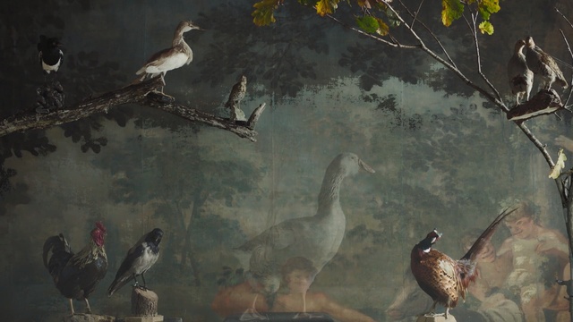Video Reference: fauna, ecosystem, bird, painting, beak, wildlife, water bird, sky, screenshot, tree, Person
