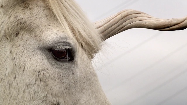 Video Reference: close up, eye, snout, mane, wildlife, neck, horn