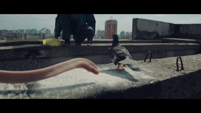 Video Reference: Photography, Skateboard, Bird, Asphalt, Longboard, Seabird