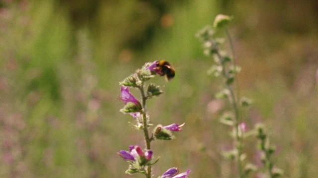 Video Reference: Flowering plant, Flower, Plant, Bumblebee, Membrane-winged insect, Bee, Honeybee, Wildflower, Insect, Pollinator, Small, Sitting, Vase, Grass, Pink, Purple, Table, Green, Glass, Thistle, Mirror, Field, Bird, Red, White, Standing, Flora, Lavender