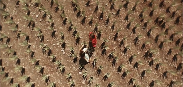 Video Reference: Field, Soil, Crop, Adaptation, Plant, Agriculture