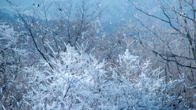 Video Reference: Frost, Winter, Branch, Snow, Freezing, Tree, Twig, Vegetation, Ice, Plant