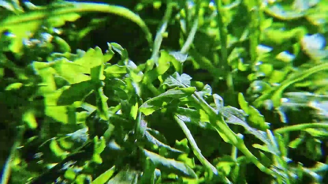 Video Reference: Plant, Green, Leaf, Flower, Grass, Herb, Flowering plant, Liverwort