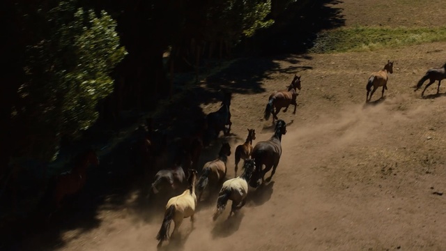 Video Reference: Herd, Wildlife, Goat, Herding, Goats, Landscape, Goatherd, Horse, Screenshot