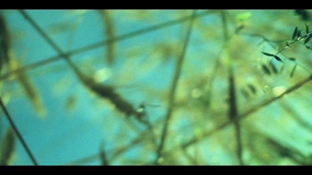 Video Reference: Nature, Green, Organism, Water, Leaf, Branch, Plant, Marine biology, Macro photography, Wildlife, Person