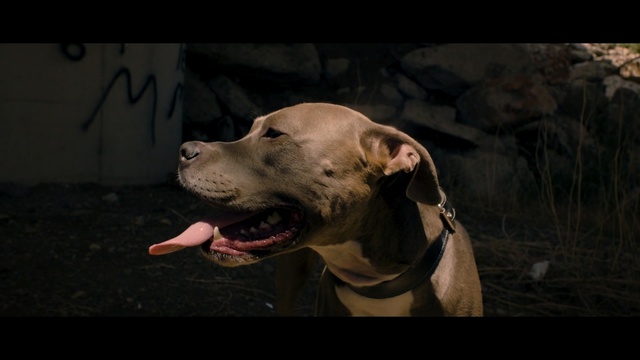 Video Reference: Dog, Mammal, Vertebrate, Dog breed, Canidae, Carnivore, Snout, American pit bull terrier, American staffordshire terrier, Non-Sporting Group