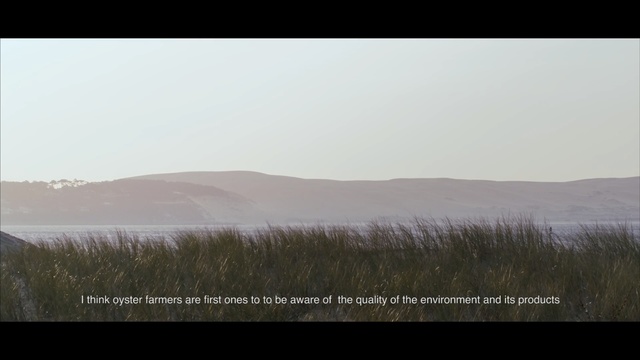 Video Reference: ecosystem, sky, ecoregion, horizon, morning, steppe, grass, grassland, plain, hill