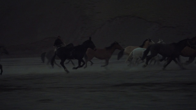 Video Reference: Horse, Mane, Herd, Stallion, Mustang horse, Mare, Wildlife