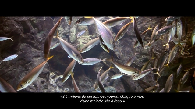 Video Reference: fauna, organism, plant