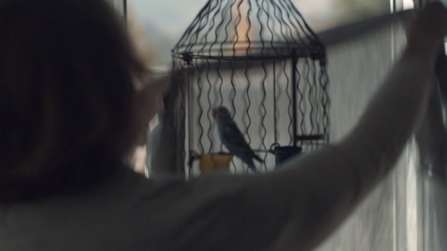 Video Reference: Bird, Cage, Beak, Wildlife, Finch, Perching bird