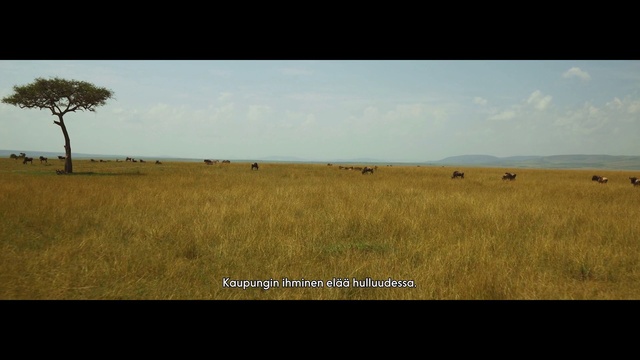 Video Reference: Grassland, Savanna, Plain, Natural environment, Prairie, Wildlife, Steppe, Ecoregion, Pasture, Grass