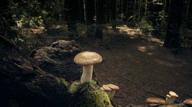 Video Reference: Mushroom, Edible mushroom, Agaricaceae, Nature, Penny bun, Fungus, Natural landscape, Medicinal mushroom, Agaricomycetes, Biome, Person