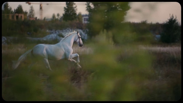 Video Reference: Horse, Mane, Stallion, Mustang horse, Mare, Meadow, Wildlife, Pasture, Sky, Grassland