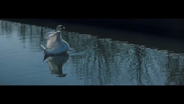 Video Reference: Water, Reflection, Standing, Recreational fishing, Fisherman, Photography, Darkness, Recreation, Water bird