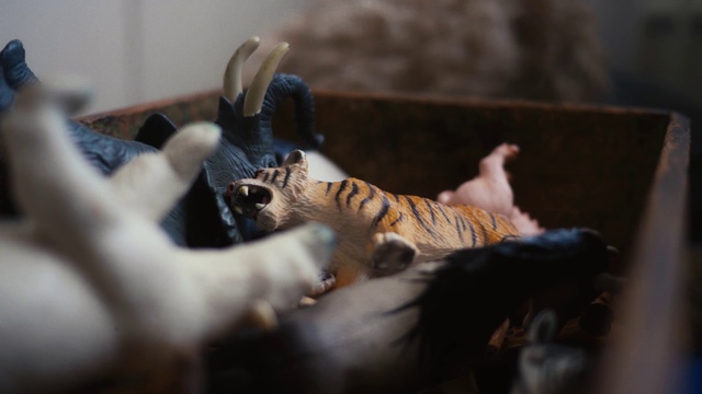 Video Reference: Felidae, Cat, Bengal tiger, Whiskers, Carnivore, Small to medium-sized cats, Snout, Bengal, Kitten, Wildlife