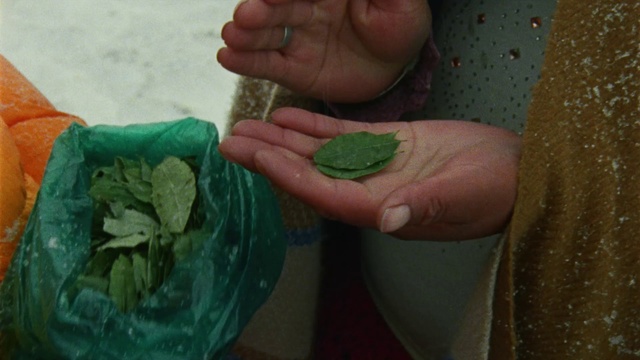 Video Reference: Leaf, Hand, Adaptation, Finger, Plant