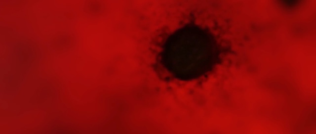 Video Reference: red, close up, macro photography, sky, geological phenomenon, computer wallpaper, flower, petal, poppy family, darkness