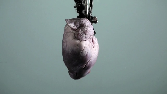 Video Reference: close up, organism