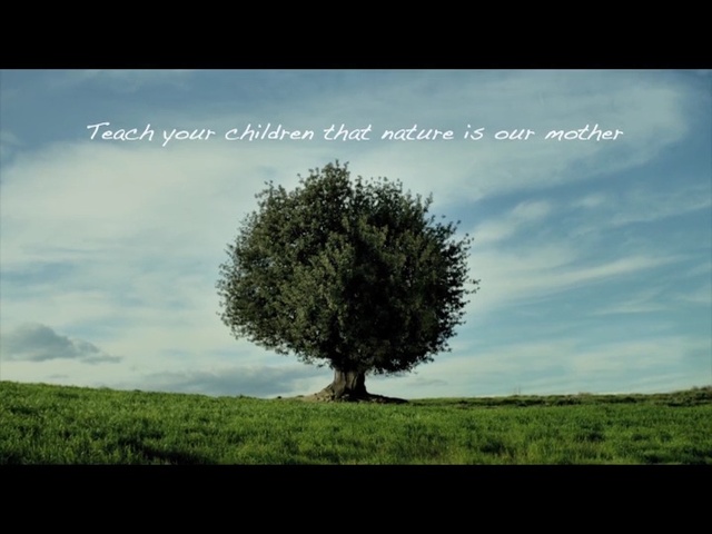 Video Reference: tree, sky, nature, woody plant, vegetation, cloud, atmosphere, grass, field, morning