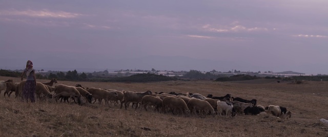 Video Reference: Herd, Wildlife, Ecoregion, Animal migration, Grassland, Herding, Sheep, Sheep, Savanna, Steppe