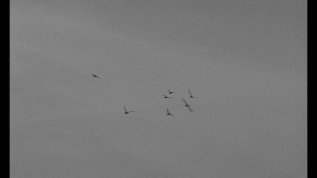 Video Reference: bird, sky, flying, fly, flight, wildlife, wing