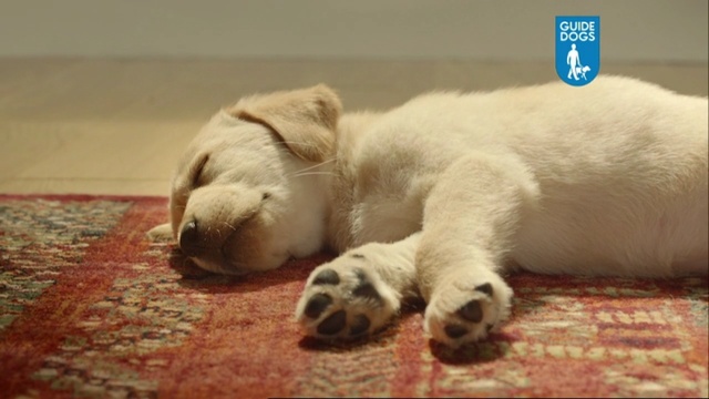 Video Reference: dog, labrador, home, floor, puppy