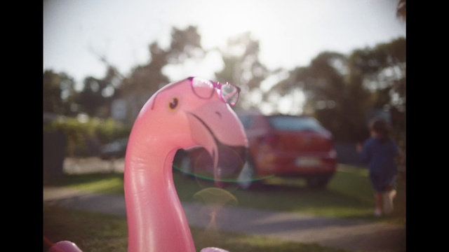 Video Reference: Pink, Flamingo, Snapshot, Water bird, Magenta, Photography, Bird, Plant, Play, Art