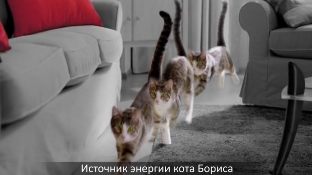 Video Reference: Mammal, Cat, Felidae, Carnivore, Photo caption, Dog breed, Small to medium-sized cats, Canidae, Sporting Group, Kitten