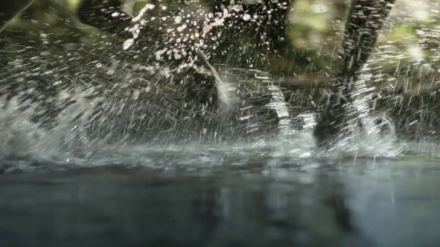 Video Reference: Nature, Water, Natural environment, Watercourse, Water resources, Reflection, River, Bank, Wildlife, Tree