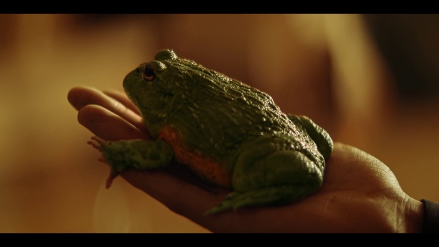 Video Reference: Frog, Toad, Amphibian, True frog, Adaptation, Tree frog, Organism, Hyla, Macro photography, Photography