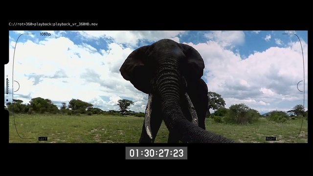 Video Reference: Elephant, Elephants and Mammoths, Terrestrial animal, African elephant, Sky, Wildlife, Indian elephant, Organism, Adaptation, Tusk