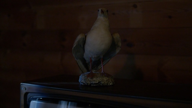 Video Reference: Bird, Cockatiel, Cockatoo, Parrot, Sulphur-crested cockatoo, Beak, Feather, Pigeons and doves, Wing, Photography