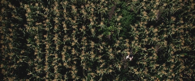 Video Reference: Green, Brown, Grass, Plant, Leaf, Pattern, Groundcover, Shrub