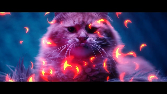 Video Reference: Felidae, Neon, Organism, Whiskers, Graphics, Geological phenomenon, Cat, Person