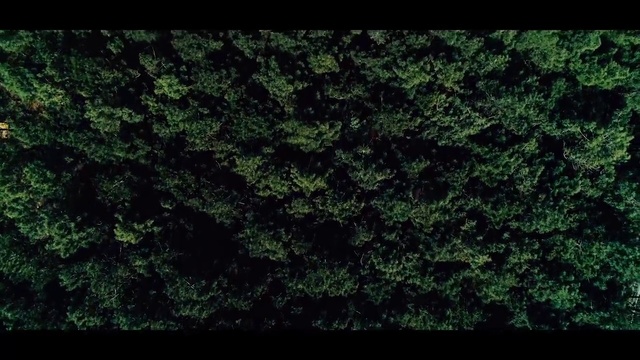 Video Reference: Green, Nature, Vegetation, Black, Leaf, Grass, Natural environment, Tree, Biome, Plant
