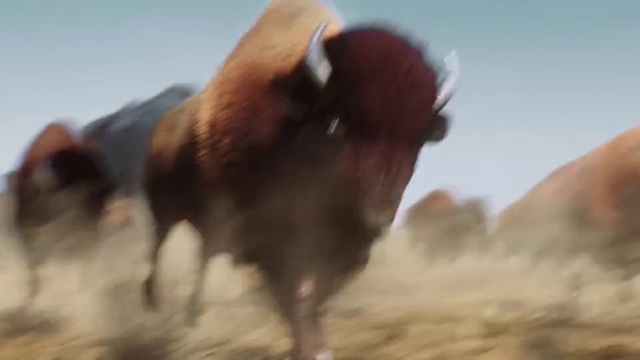Video Reference: cattle like mammal, ecosystem, bison, bull, herd, cow goat family, horn, ecoregion, mustang horse, sky