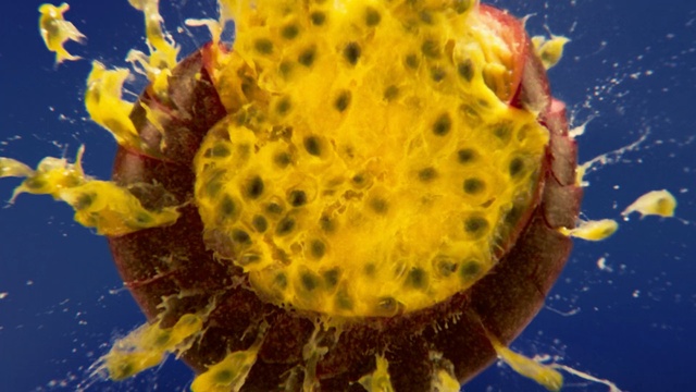 Video Reference: yellow, marine biology, close up, organism, macro photography, pollen, underwater, computer wallpaper