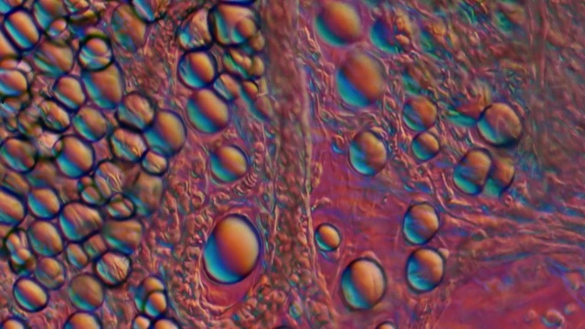 Video Reference: Water, Macro photography, Feather, Close-up, Organism, Drop, Pattern, Psychedelic art
