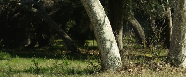 Video Reference: Nature, Tree, Natural landscape, Natural environment, Nature reserve, Trunk, Grass, Woodland, Forest, Biome